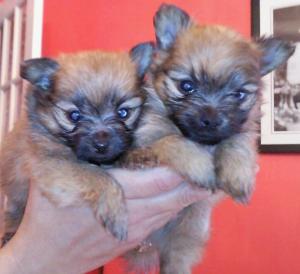 YorkiePomeranianpuppiesforsale